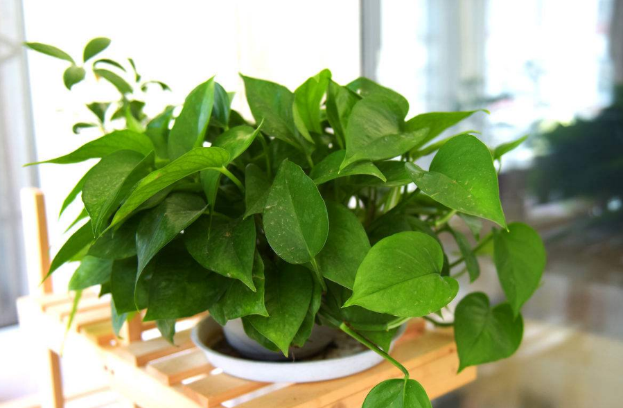 室內綠蘿不能除甲醛 室內綠蘿不能除甲醛